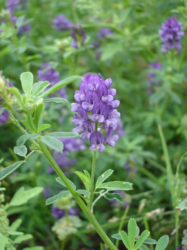 紫花苜蓿种子，紫花苜蓿种子价格，紫花苜蓿种子播种技术