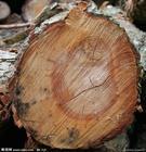 泰国橡胶木进口清关代理/东莞代理泰国橡胶木进口清关代理/东莞代理原木材进口