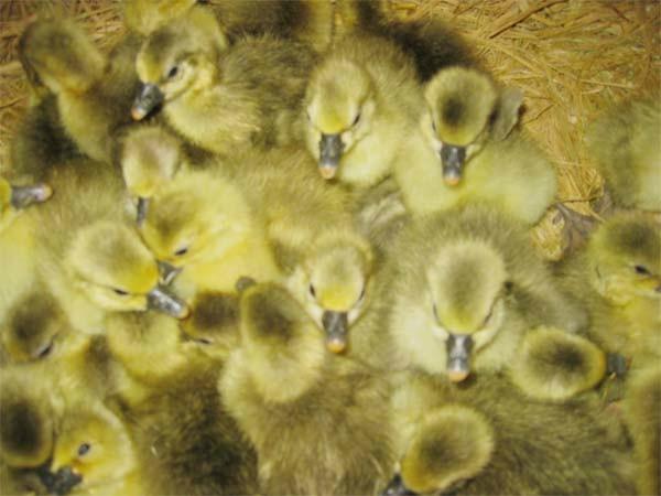 朗德鹅苗养殖场，批发价格，朗德鹅基地-湖州牧源禽类