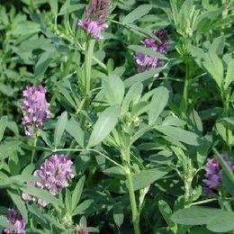供应高产紫花苜蓿种子