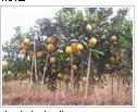 供应木瓜树低价格供应哪里也没有康诚苗木便宜图片