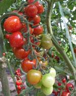 供应寿光蔬菜种子樱桃番茄种子