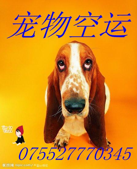 供应深圳宠物空运到南京-宠物空运价格图片