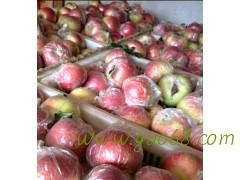 供应苹果批发基地种植红富士种植基地批发苹果价格