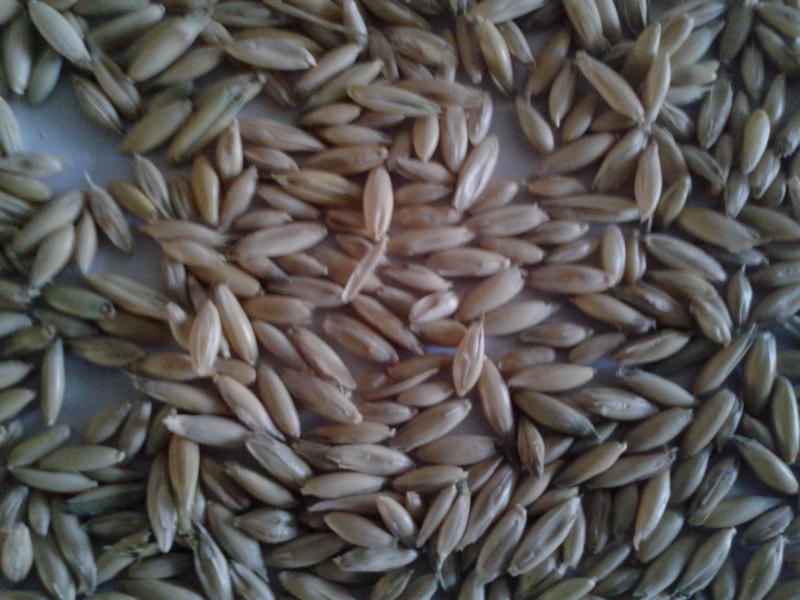 供应用于燕麦的燕麦种