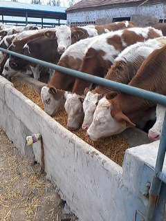 供应陕西肉牛犊养殖场小牛犊批发价格