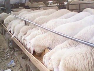 供应小尾寒羊羊苗孕母羊价格山东小尾寒羊