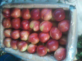 沂蒙山油桃种植种植基地临沂油桃种植好好吃吗甜吗图片