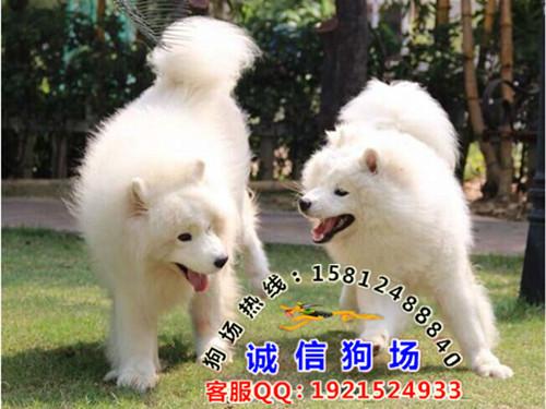 广州白云区哪里有卖萨摩犬批发