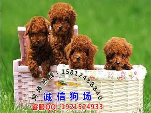 供应广州哪里有养狗场繁殖基地 广州哪里有卖玩具型长不大贵宾狗