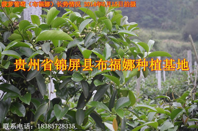 黔东南苗族侗族自治州广东菠萝葡萄种苗批发商厂家