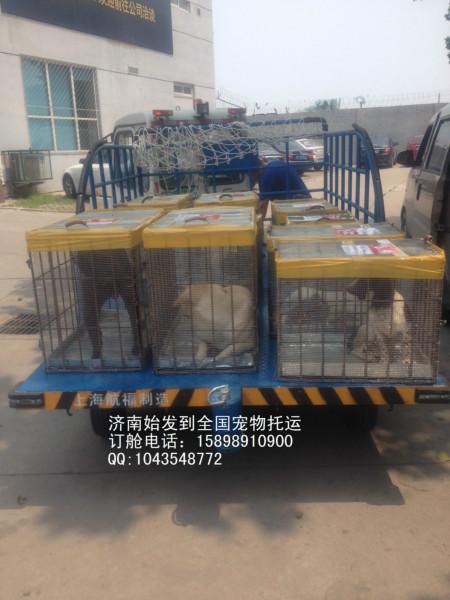 供应济南怎样办理宠物托运 空运大型犬 提供钢筋笼