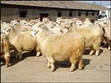 供应优质山羊养殖基地