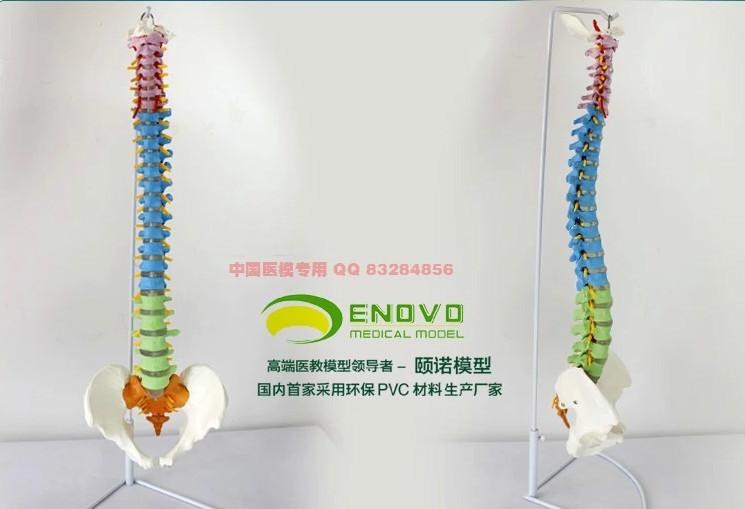 带股骨头的教学用活动脊柱模型批发