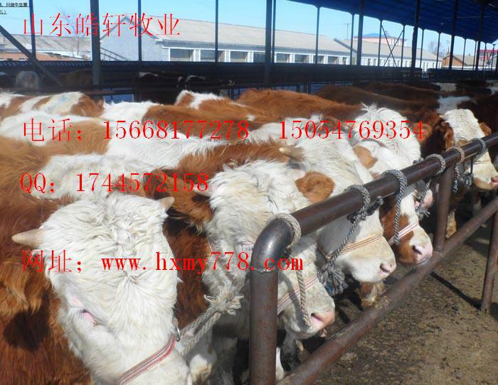 供应农村养殖肉牛种牛改良肉牛