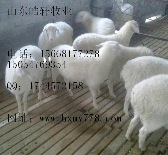 湖北黄羊养殖场亚洲黄羊价格批发