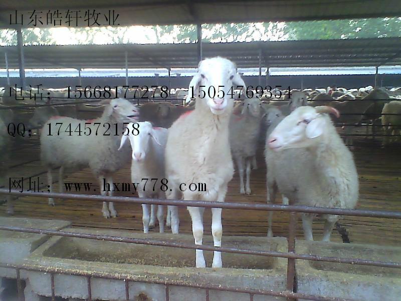 黑山羊小尾波尔青山羊养殖效益批发