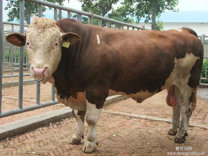 牛犊价格肉牛养殖肉牛效益