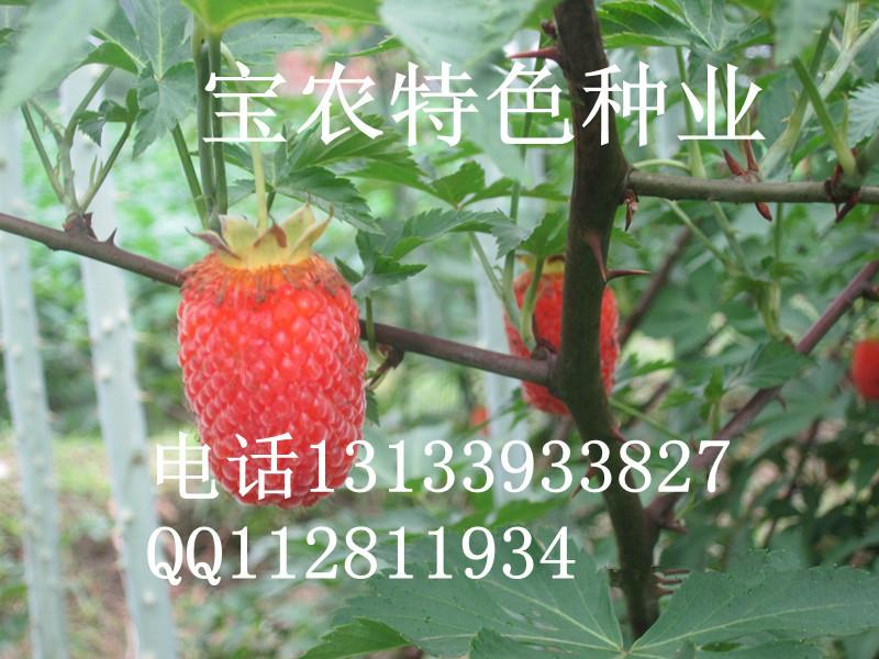 供应上饶红树莓苗供应商，上饶红树莓苗价钱，上饶红树莓苗报价