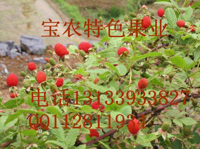 江西红树莓苗种植基地批发