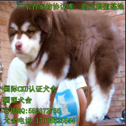 广州哪里有卖阿拉斯加雪橇犬批发