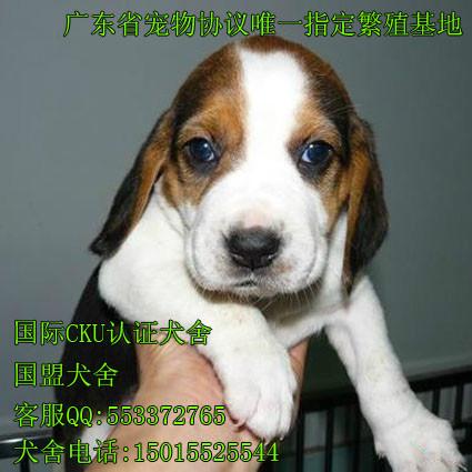 广州海珠区什么地方有卖狗 纯种宠物狗比格犬多少钱