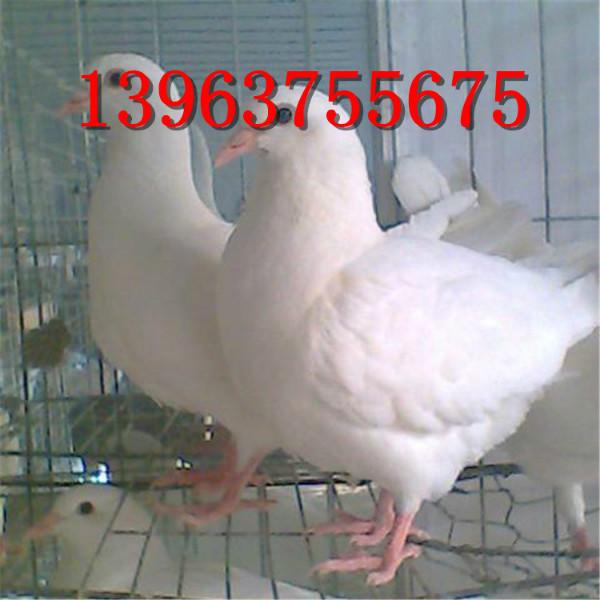 供应广西地区白羽王肉鸽养殖场，厂家直销500对白羽王肉鸽