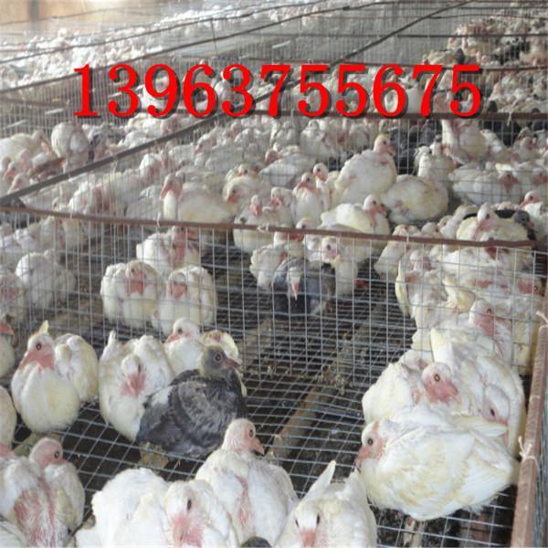 供应山东地区那里的肉鸽价格最低，欣红养殖出售白羽王种鸽，繁殖率最高