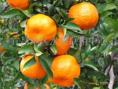 供应柑橘