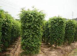 供应广东垂叶榕种植基地，2.6米的垂叶榕哪里有、垂叶榕卖什么价格。
