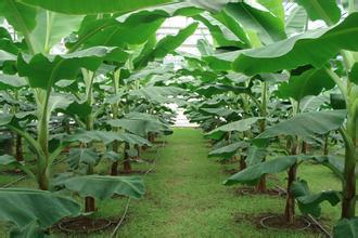 香蕉树优质供应商、广东香蕉树批发。揭阳香蕉树产地、图片