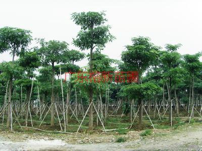 供应广东糖胶树袋苗，广东糖胶树15公分袋苗价钱。糖胶树袋苗价钱，