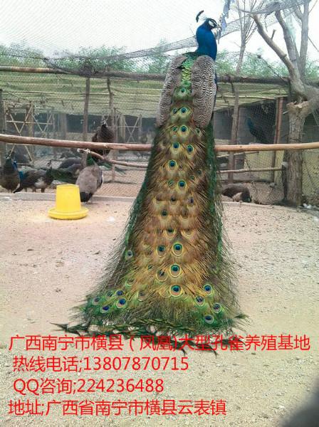 供应广西柳州大型蓝孔雀养殖场，柳州哪里有孔雀苗卖，柳州孔雀图片