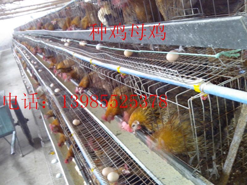 供应贵州现代化土鸡孵化场，贵州土鸡种鸡养殖场，贵阳土鸡苗，