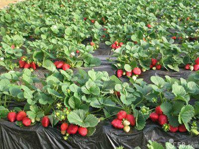 供应全明星草莓苗，全明星草莓苗价格