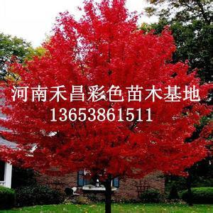 安庆美国红枫供货商销售