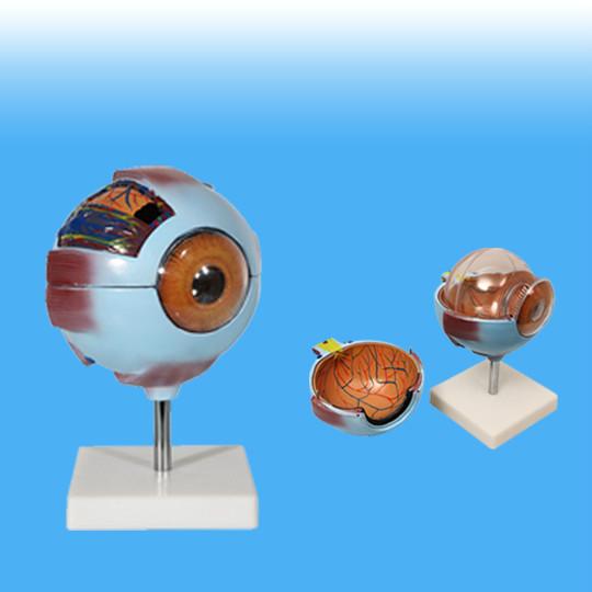 供应教学专用眼球模型眼球模型仪器眼球构造模型放大六倍解剖模型