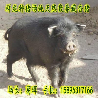 供应藏香猪种猪价格图片