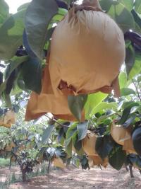 供应新高梨种植基地