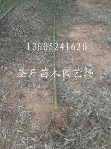 供应江苏竹子基地2-5米高工程苗销售