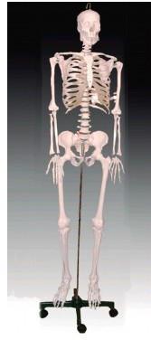 供应人体骨骼模型180