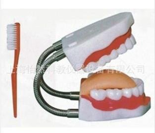 牙护理保健模型放大5倍批发