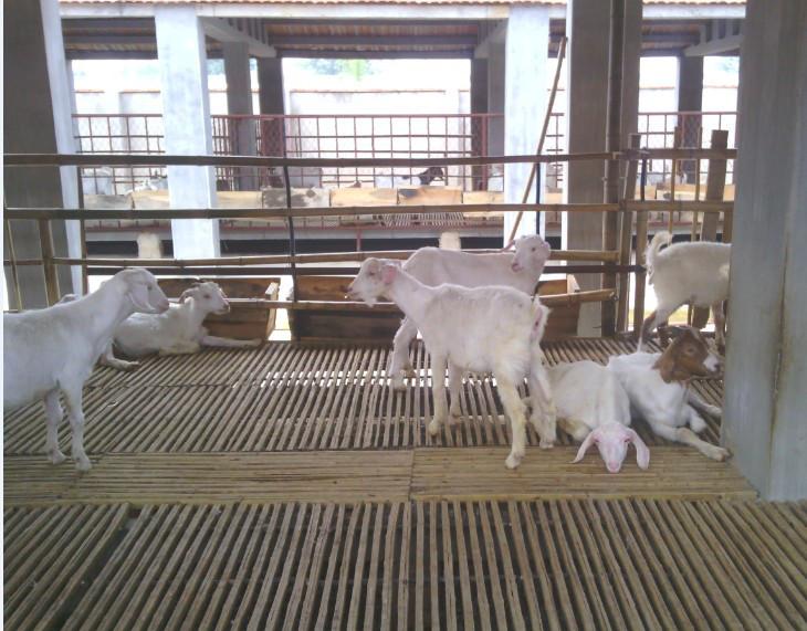 济宁市羊床价格羊床厂家厂家羊床供应商/羊床价格/羊床制作/羊床图片