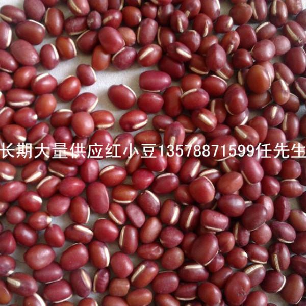 供应产地红小豆芸豆英国红图片