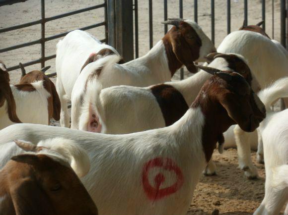 供应波尔山羊利润分析，波尔山羊供应，波尔山羊养殖