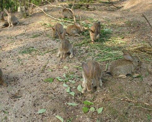 供应河南三峡门野兔怎么养，，杂交野兔如何购买，杂交野兔好养吗