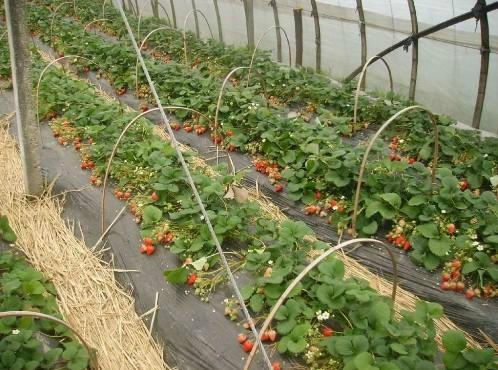 供应山东优质草莓苗、泰安优质草莓苗、泰安草莓苗基地、山东草莓苗基地