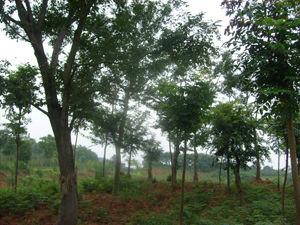 供应朴树基地，江苏朴树种植基地，朴树供应基地