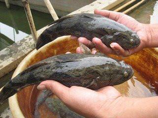 供应高州的泰国笋壳鱼苗贵不贵