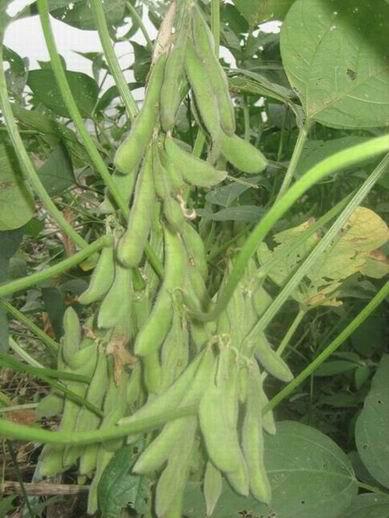 供应2014秋季大豆种子杂交一级脱毒太空大豆种子价格 农科院优质黄豆